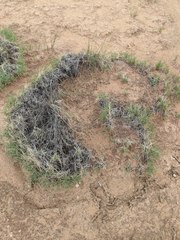 Muhlenbergia torreyi