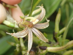 Scaevola gaudichaudiana