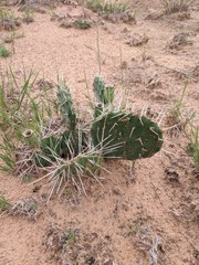Opuntia cymochila