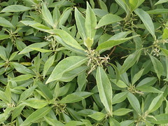 Scaevola gaudichaudiana