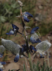 Lupinus sericeus sericeus