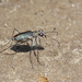 Salt Creek Tiger Beetle - Photo (c) David Alan Rogers, some rights reserved (CC BY-NC), uploaded by David Alan Rogers