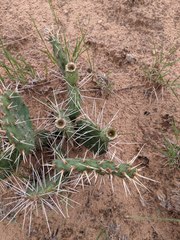 Opuntia cymochila