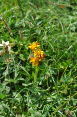 Jacobaea abrotanifolia