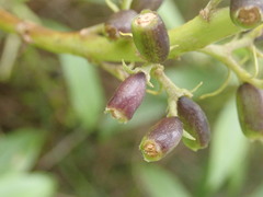 Scaevola gaudichaudiana