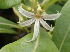 Scaevola gaudichaudiana