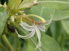 Scaevola gaudichaudiana