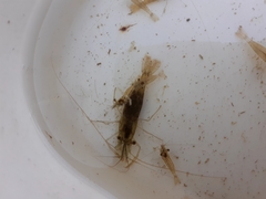 Palaemon macrodactylus