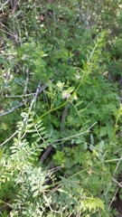 Vicia ludoviciana