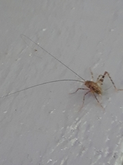 Tachycines asynamorus