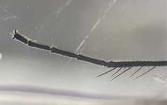 Condylostylus melampus