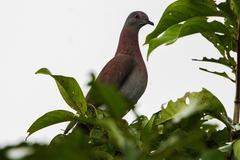Patagioenas