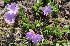Primula integrifolia