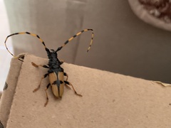 Dendrobias mandibularis