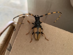 Dendrobias mandibularis