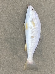 Umbrina roncador