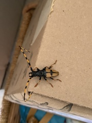 Dendrobias mandibularis