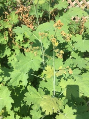 Macleaya