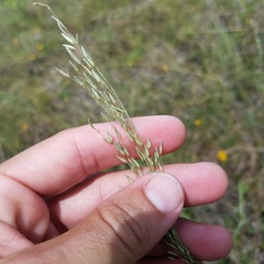 Eragrostis atrovirens