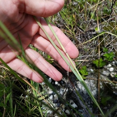 Eragrostis atrovirens