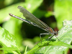 Calopteryx splendens