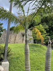 Pseudophoenix sargentii