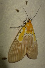 Asota speciosa