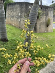 Pseudophoenix sargentii