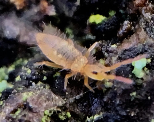 Entomobrya lanuginosa
