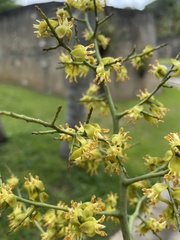 Pseudophoenix sargentii