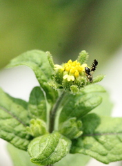 Spathulina acroleuca