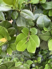 Ottoschulzia rhodoxylon