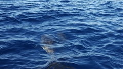 Stenella frontalis