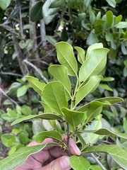 Ottoschulzia rhodoxylon