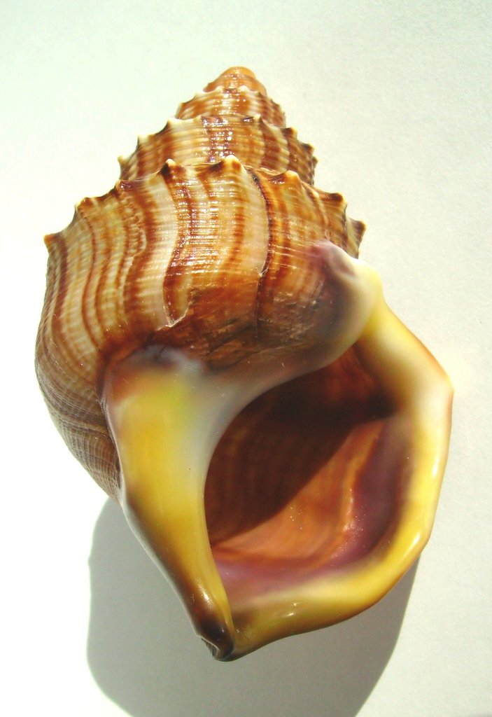 Struthiolariidae