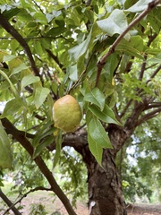 Libidibia monosperma