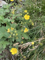 Potentilla grandiflora