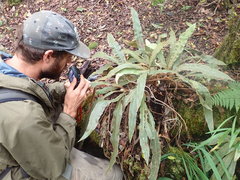 Elaphoglossum paleaceum