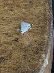 Nicolaea ophia