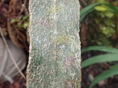 Elaphoglossum paleaceum