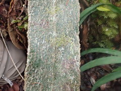 Elaphoglossum paleaceum