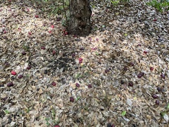 Libidibia monosperma