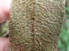 Elaphoglossum paleaceum