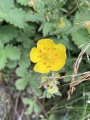 Potentilla grandiflora