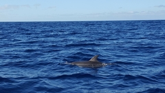 Stenella frontalis