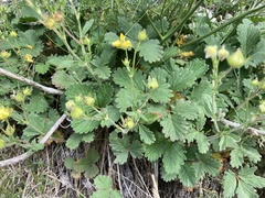 Potentilla grandiflora