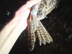 Caprimulgus vexillarius