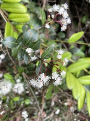 Myrcia citrifolia