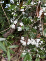 Myrcia citrifolia