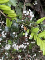 Myrcia citrifolia